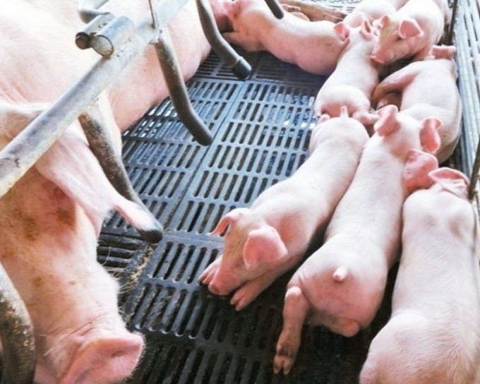 越南成为首个出现非洲猪瘟的东南亚国家。网图