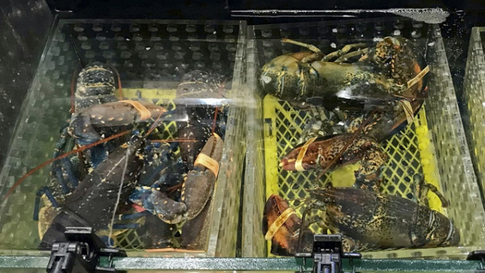 食安中心公布一個龍蝦樣本鎘含量超標。資料圖片