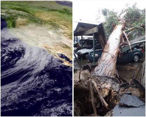 狂風暴雨造成破壞大量樹木被吹倒。AP/網圖