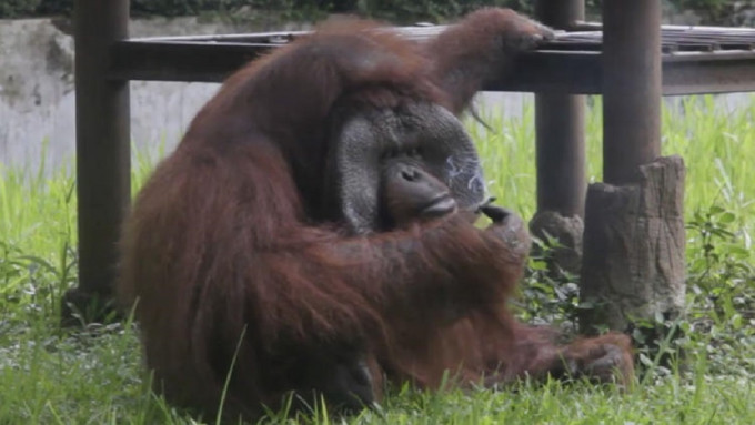 印尼动物园猩猩吸游客二手烟头 。AP图片