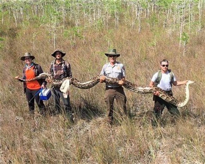 保护区成功捕捉一条5.2米长的母蟒。网图