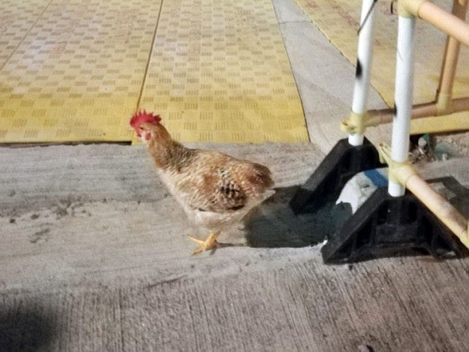 有网民发现，屯门街头竟有一只走地鸡通街跑。「真.屯门友」FB图片