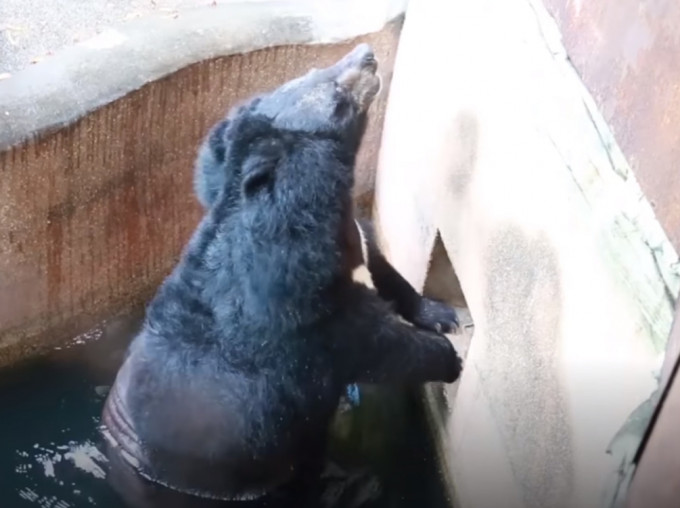黑熊在水池不断用力狂抓外墙，欲离开动物园。（网图）