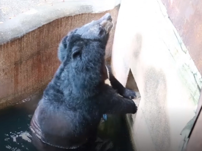 黑熊在水池不斷用力狂抓外牆，欲離開動物園。（網圖）