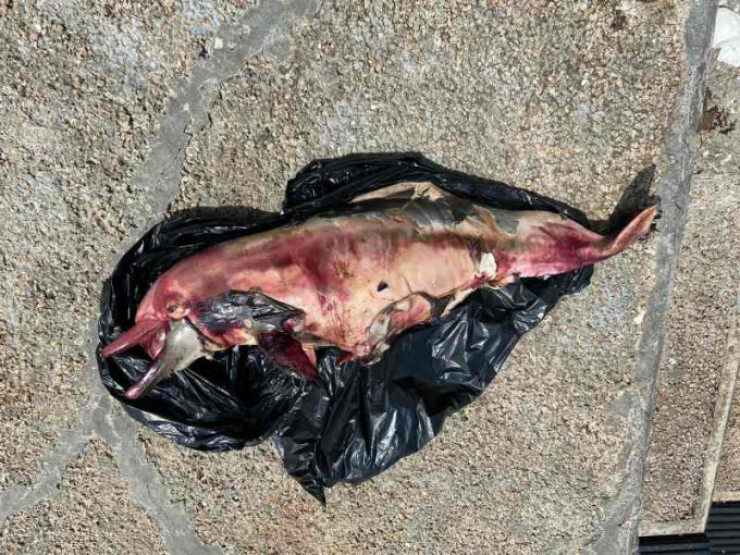 白海豚屍身已嚴重腐爛。圖：香港海洋公園保育基金