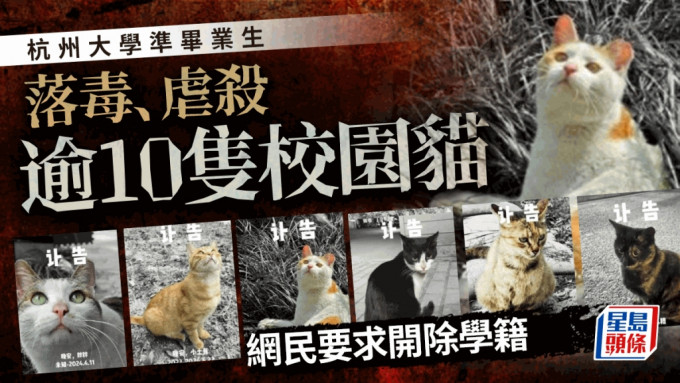 「准毕业生投毒、虐杀十几只校园猫咪」 中国计量大学回应：已处分