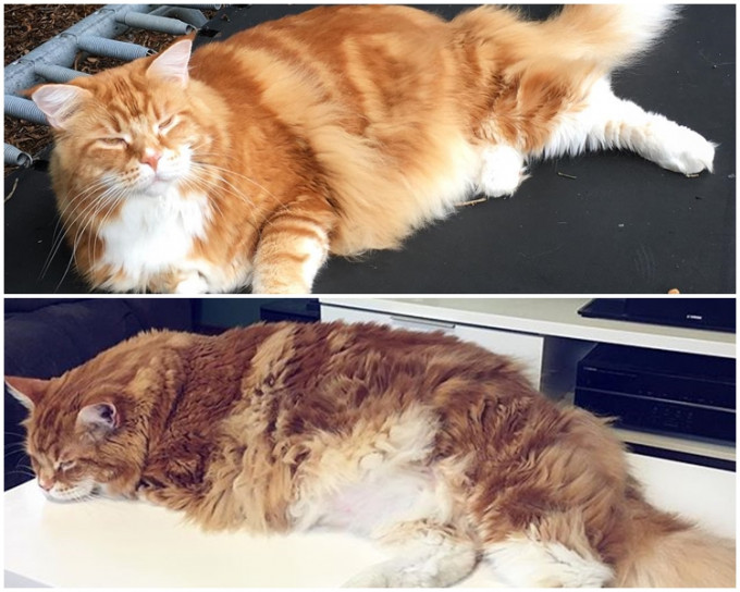 Omar。Omar the Maine Coon IG 圖片