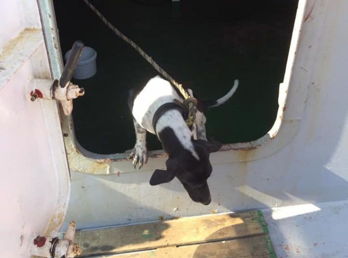 泰国一只狗误闯货船来港遭人道毁灭。Facebook群组「泰旅谷真好玩」图片
