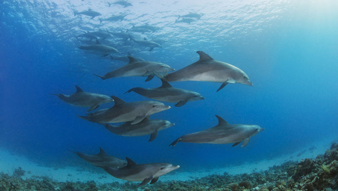 俄烏戰爭破壞黑海生態，烏克蘭科學家估算約有5千隻海豚因俄軍聲納死亡。