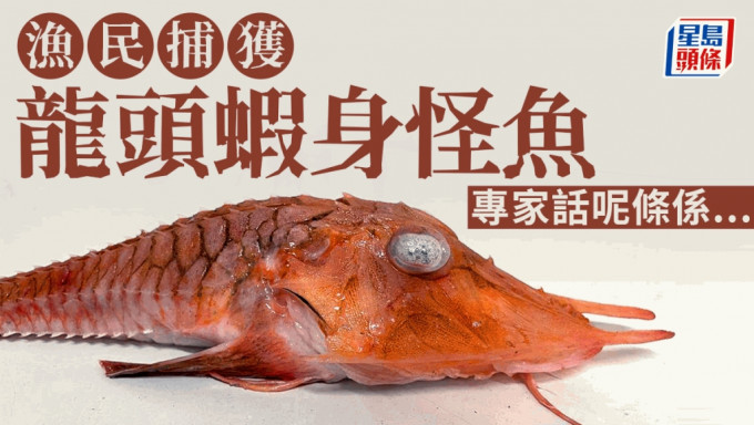 怪鱼头似龙身似虾遭台东渔民捕获  专家判断是罕见...