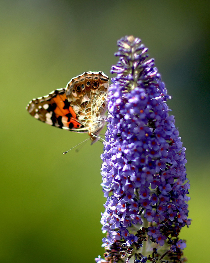 同一帖文的蝴蝶图片，威廉夫妇呼吁民众关注蝴蝶保育。剑桥公爵夫妇Instagram