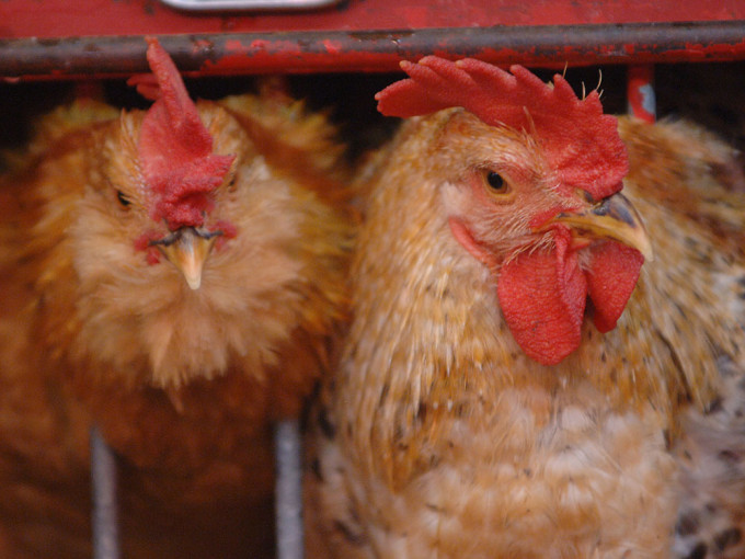 德国部分地区爆H5N1禽流感，港暂停进口疫区禽类产品。资料图片