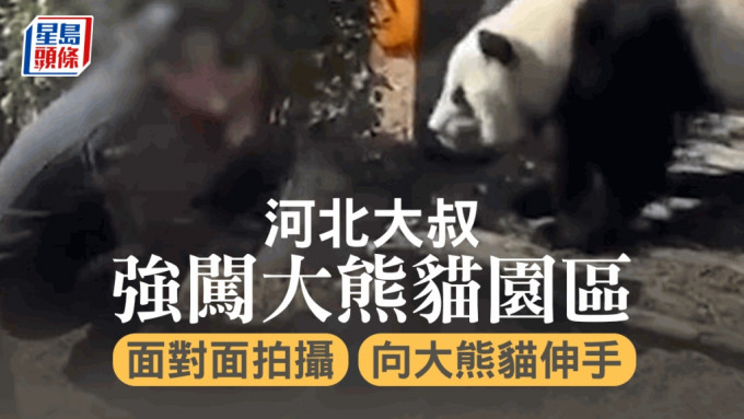 男遊客爬入熊貓園區後，替熊貓拍照。