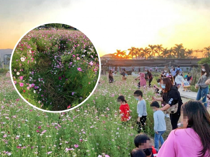 锦田乡村俱乐部一大片粉红波斯菊吸引不少市民前往观赏，惟有赏花人士竟直接踩入花田拍照。FB图片