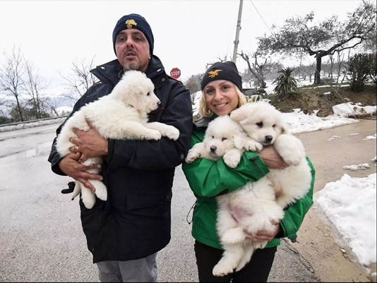 救援人員周一從災場中救出3隻可愛小狗令人雀躍。WGRZ