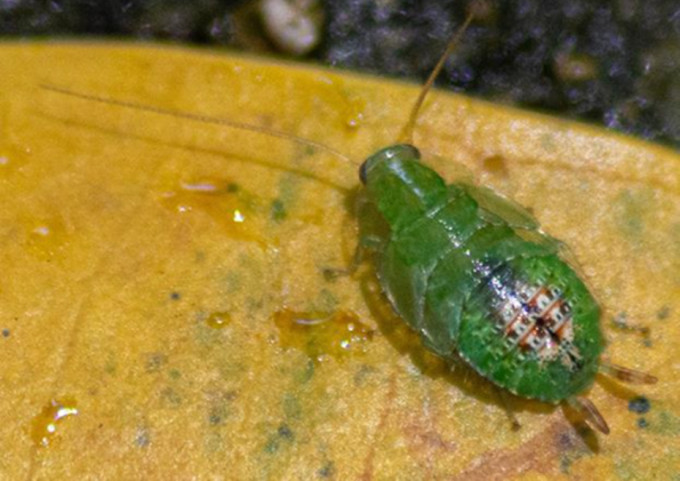 绿色蟑螂在新加坡汤姆森自然公园被发现。互联网图片