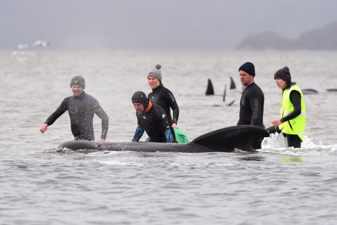 救援人員引導受困鯨魚重回海上。 AP