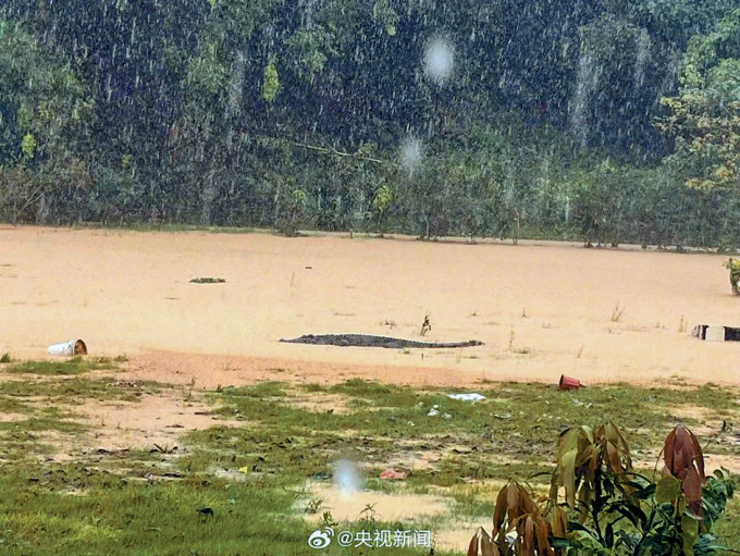 廣東極端天氣頻生，中山有養殖場外牆崩塌，4隻鱷魚隨水逃出。