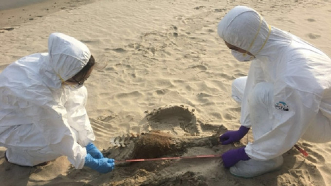 大屿山发现只有下半身的江豚尸体。海洋公园保育基金提供