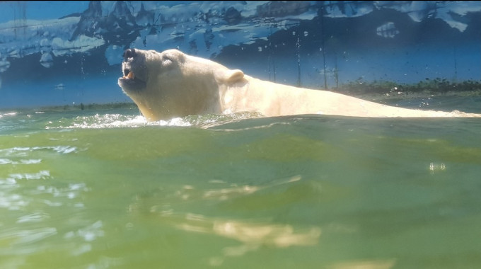 动物园内的北极熊。网上图片