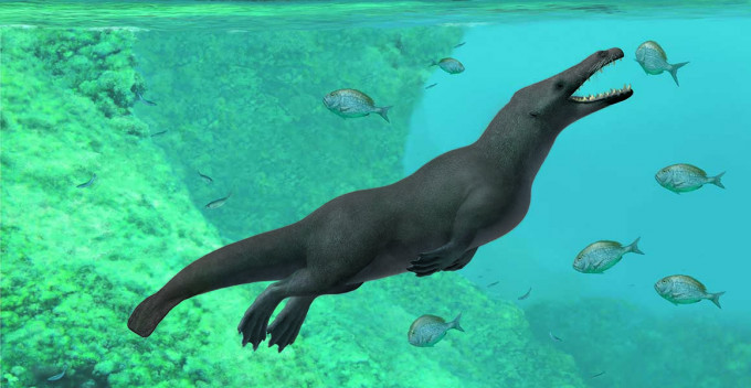 秘鲁太平洋沿岸早前发现有4260万年历史的四足鲸化石。　网上图片