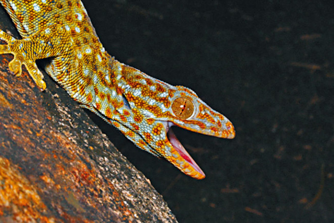 本港野生的大壁虎有兩種亞種，圖為其中較常見的一種大壁虎（Gekko gecko reevesii）在其棲息地的樹上。