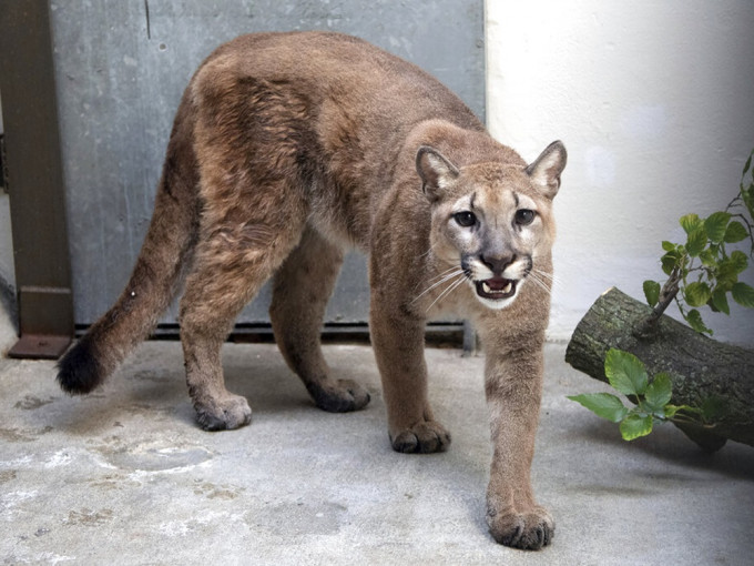 美洲狮「莎莎」被送到布鲁克斯动物园。AP图