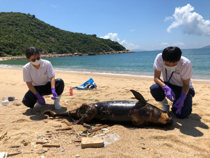 香港海洋公園保育基金圖片