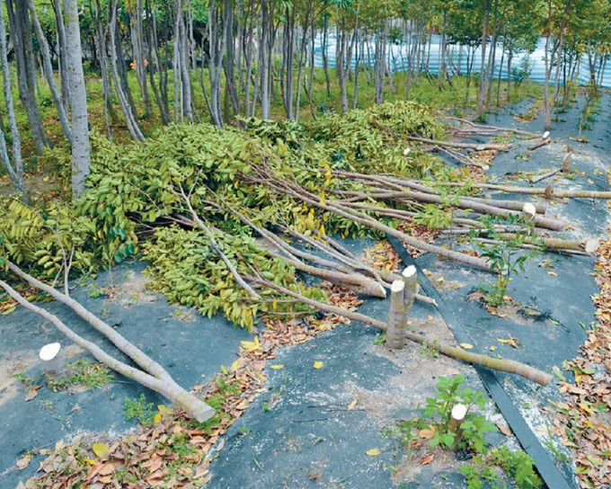 近年土沉香树常被非法砍伐。资料图片