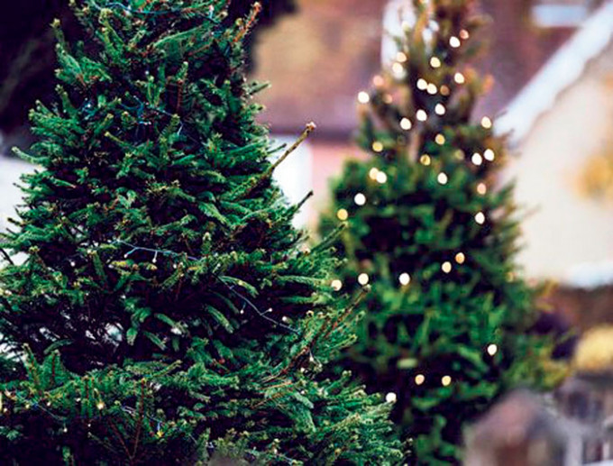 環保署呼籲市民及工商機構參與回收天然聖誕樹。資料圖片