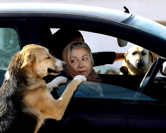 伊朗實施新法，民眾連駕車載狗也屬違法。AP