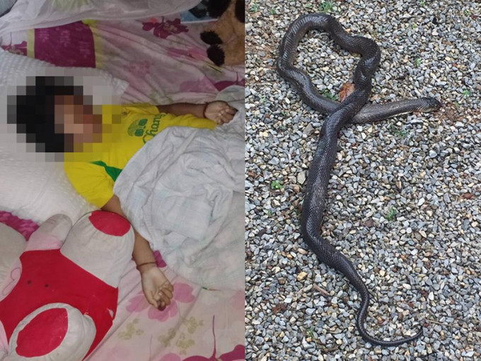 9歲女童巴帕薇（左圖）疑被蛇咬死。（互聯網圖片）