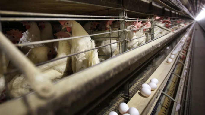 阿根廷超过22万鸡只死于禽流感恐将令蛋价飊升。美联社