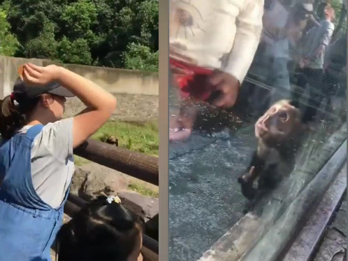 眾多遊客在欄杆上投擲食物餵狗熊，亦有遊客餵馬騮食辣條，小猴子辣得露出痛苦表情。（網圖）