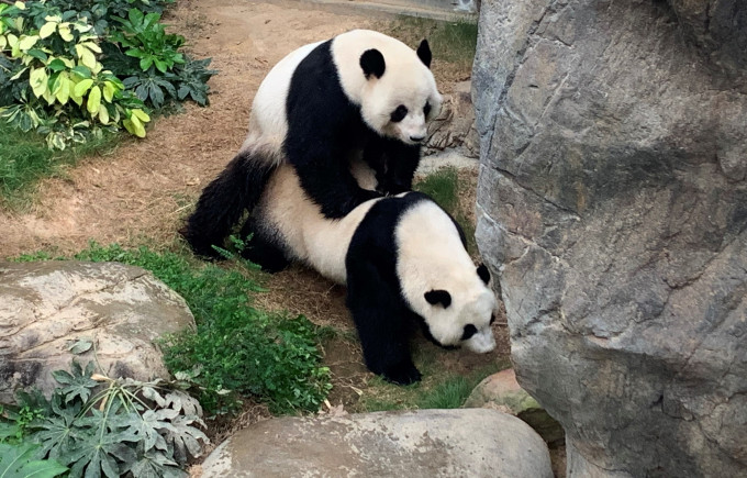 大熊猫自9年前开始尝试自然交配以来首次成功。
