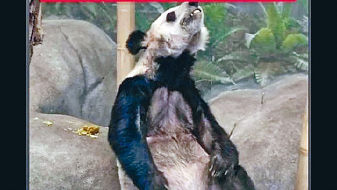 ■在孟菲斯动物园的大熊猫丫丫瘦骨嶙峋。