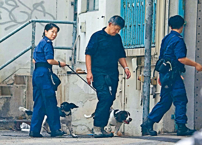 警方带同搜索犬重返九龙湾荒废校舍搜索，再起出硝油炸弹原材料。