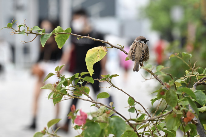 下周初「小雪」前後，天文台預料一道冷鋒會橫過華南沿岸。  資料圖片