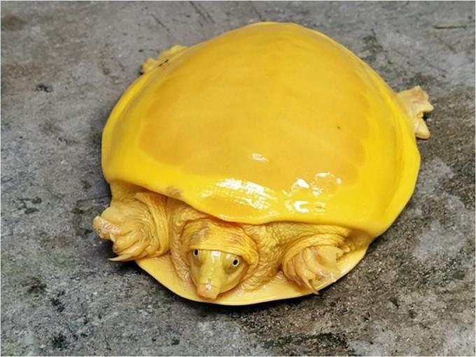 印度近日发现一只金黄色的乌龟。网图
