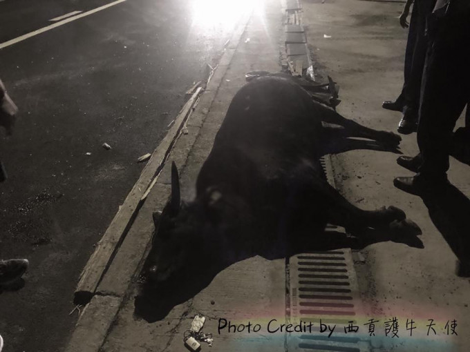 一頭公牛被撞斃（圖片：西貢護牛天使）
