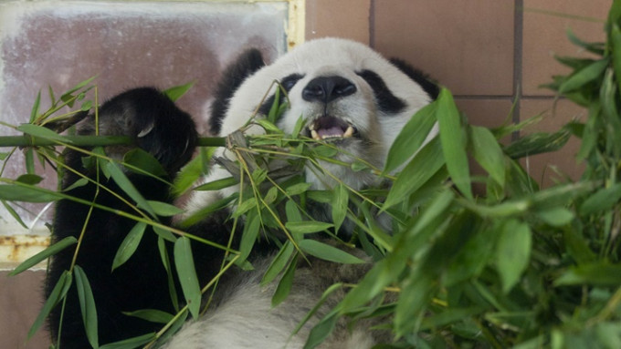 旅居于墨西哥的大熊猫「双双」离世。AP资料图片