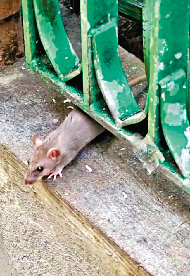 老鼠橫行，途人避之則吉，樓上居民更苦不堪言。