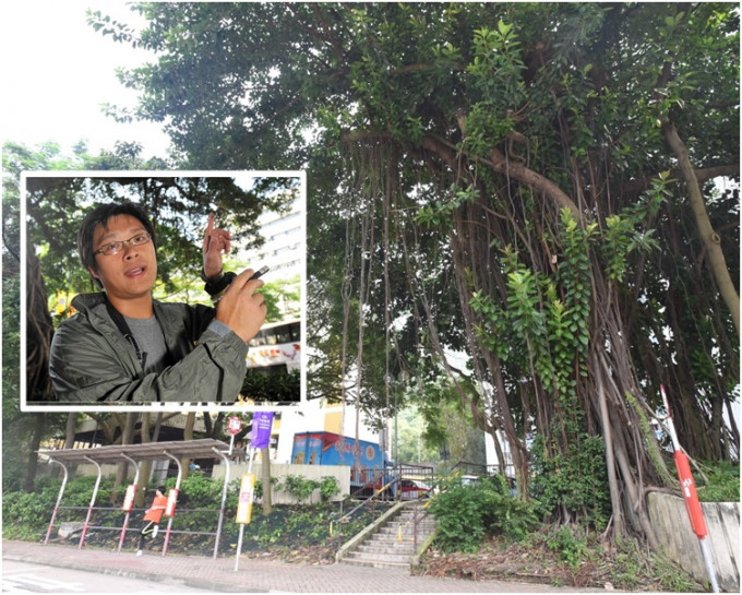 蘇國賢表示目測塌下的樹枝至少已被真菌侵蝕4至6個月。