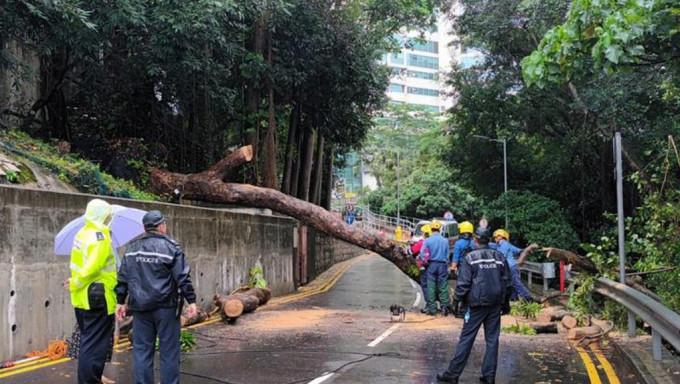 玛丽医院行政楼旁塌树阻行车道。