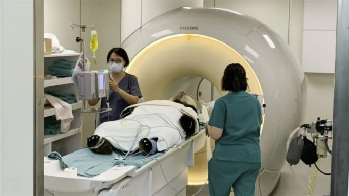 「团团」接受MRI检查。台北市立动物园fb