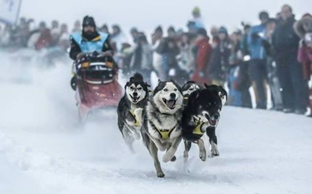 狗拉雪橇是冬季颇受游客欢迎的项目。网图