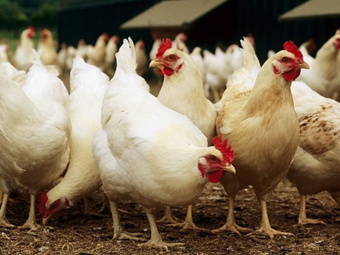 湖南省凤凰县日前爆发H5N6禽流感疫情，当地已扑杀家禽1,029只，疫情已得到控制。（网图）