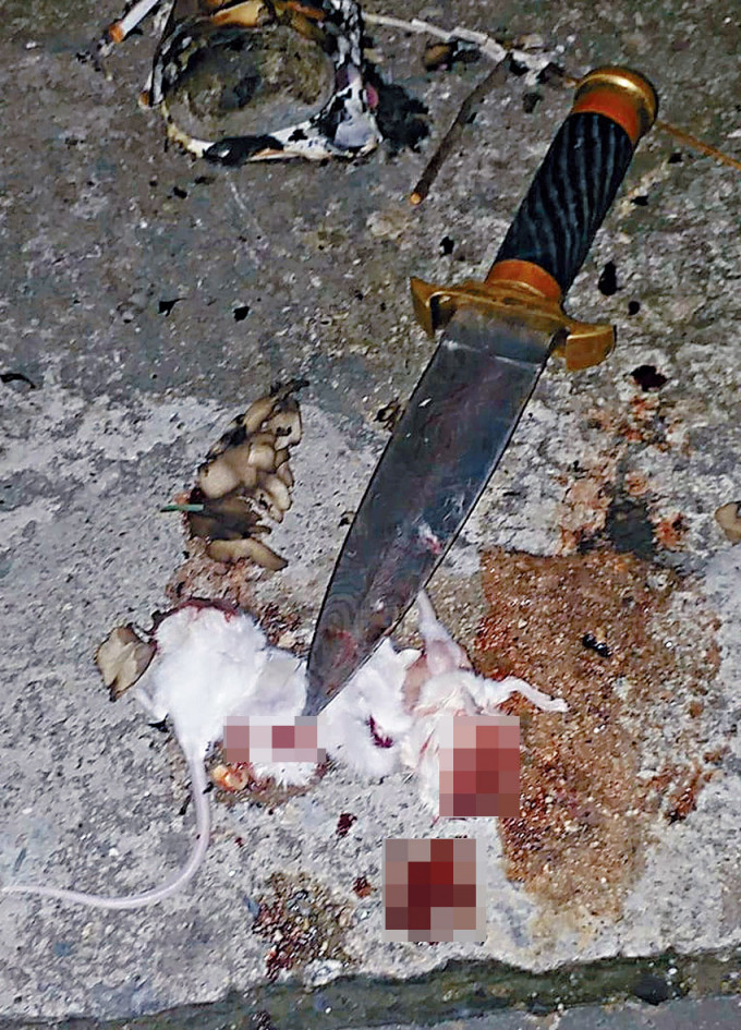 ■涉事IG专页上载白老鼠惨被匕首肢解图片。