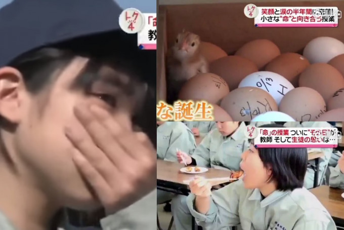 日本有高中安排學生親手孵化小雞，養大後再親手屠宰烹煮，有學生不捨。
