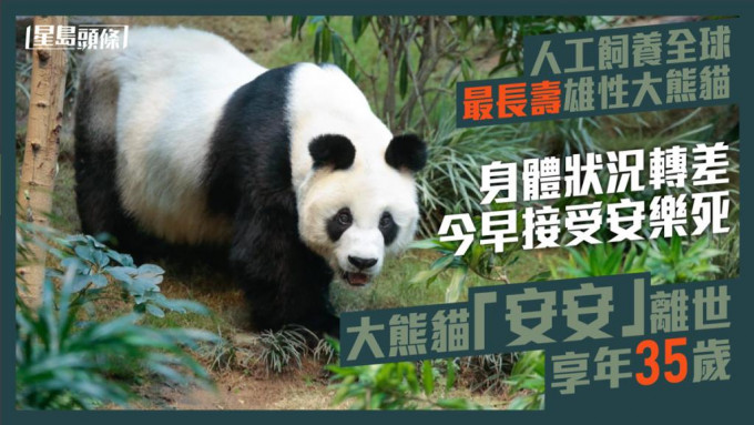 大熊貓「安安」今晨（21日）接受安樂死離世，享年35歲。